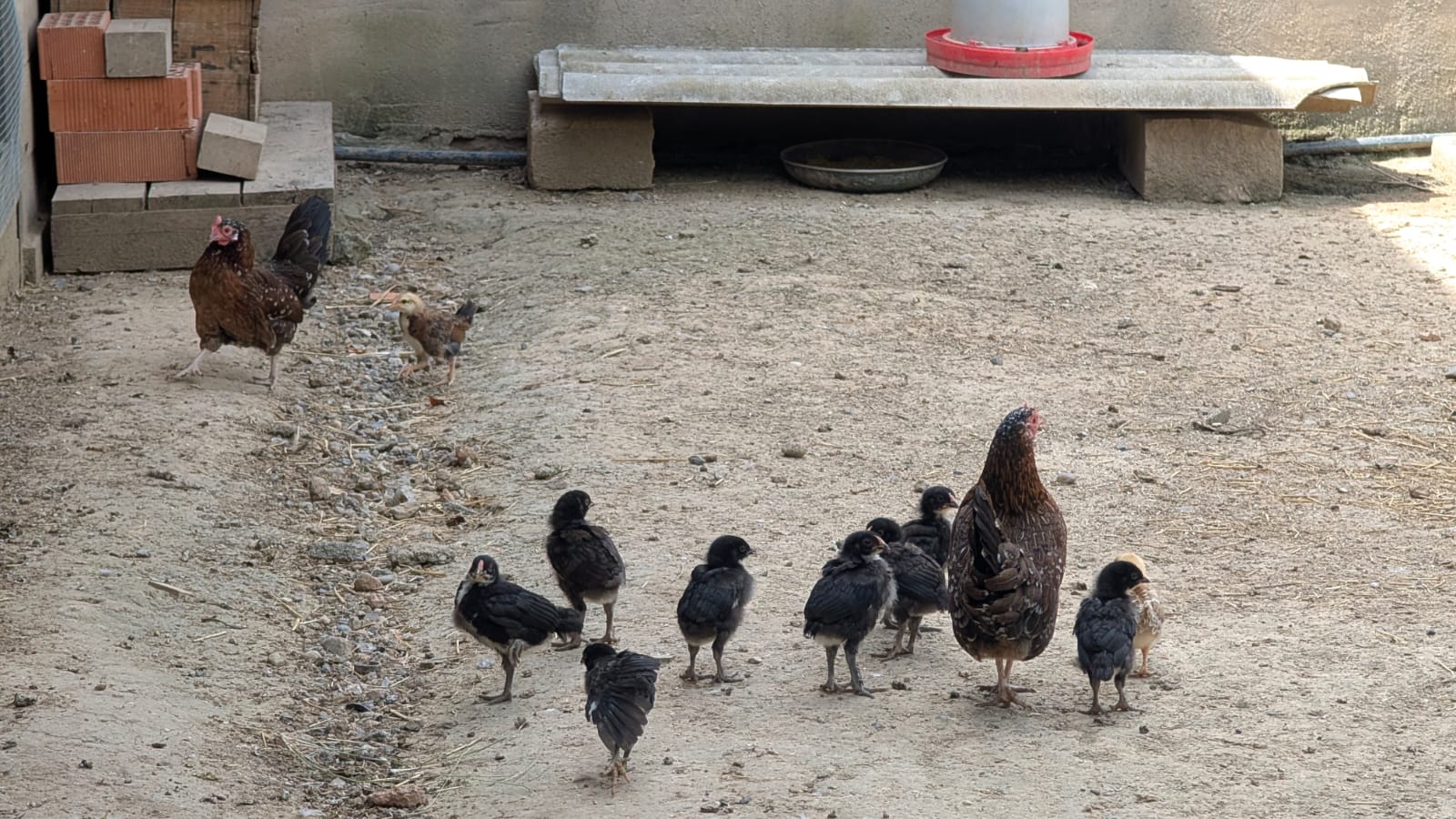 Gallinas y pollitos