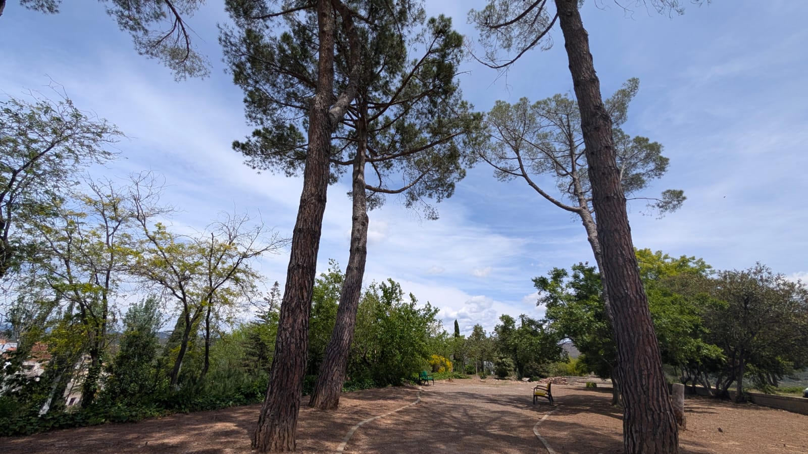 Parque de Soneja con pinos centenarios